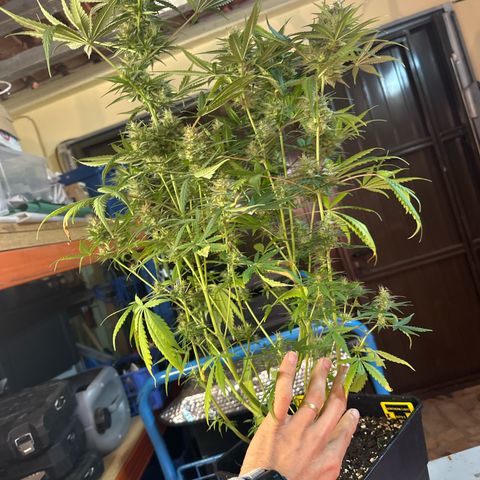 Northern Lights Auto 2 P growlog timeline photo