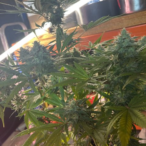Northern Lights Auto 2 P growlog timeline photo