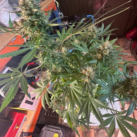 Northern Lights Auto 2 P growlog timeline photo