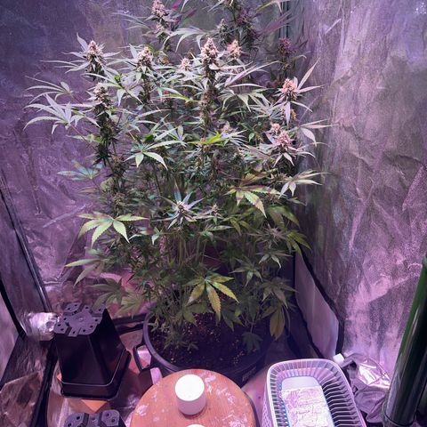 Medusa F1/2 PC growlog timeline photo