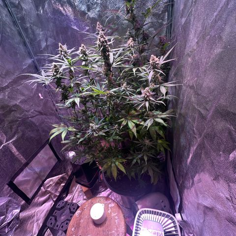 Medusa F1 P growlog timeline photo