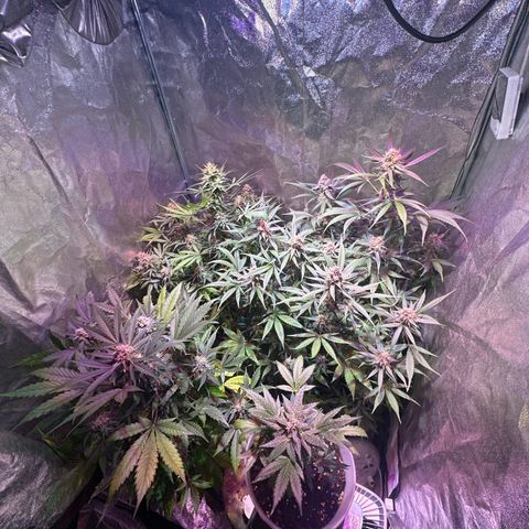 Northern Lights Auto 2 P growlog timeline photo
