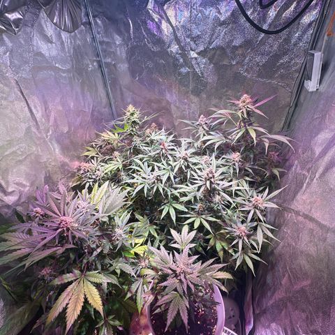 Northern Light Auto 3 PC growlog timeline photo
