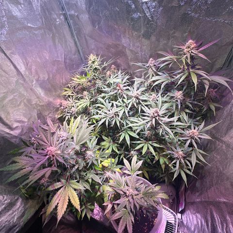 Medusa F1 P growlog timeline photo