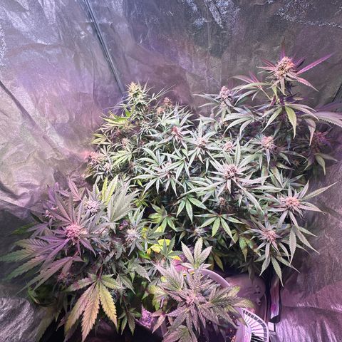 Medusa F1/2 PC growlog timeline photo
