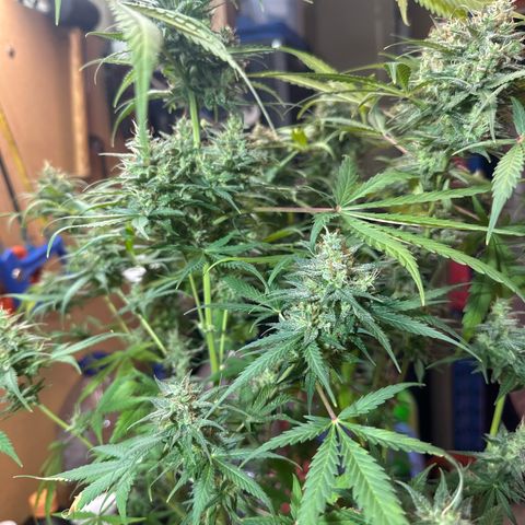 Northern Lights Auto 2 P growlog timeline photo