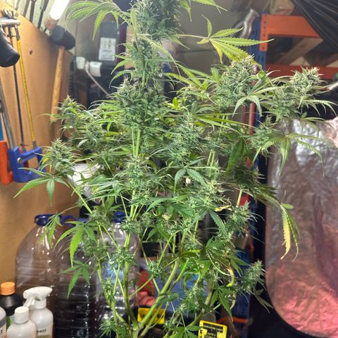 Northern Lights Auto 2 P growlog timeline photo