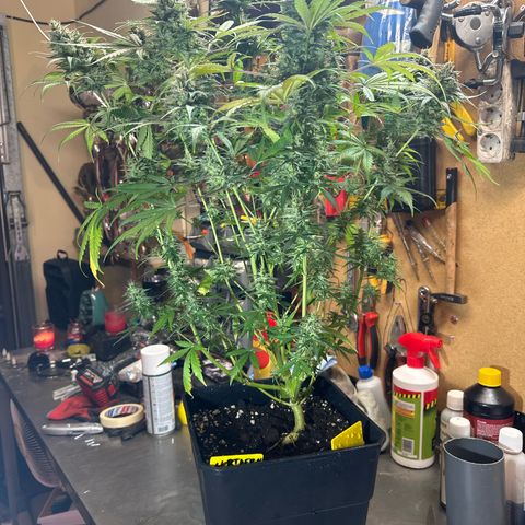 Northern Lights Auto 2 P growlog timeline photo