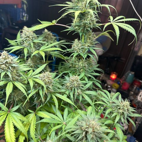 Northern Lights Auto 2 P growlog timeline photo