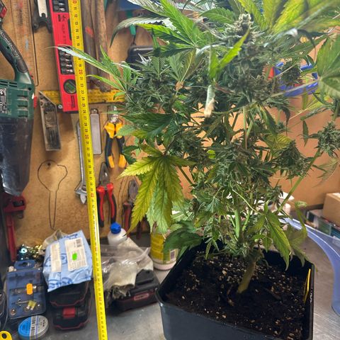 Northern Light Auto 3 PC growlog timeline photo