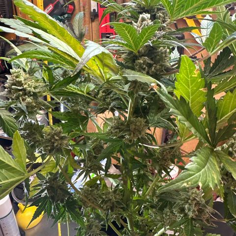 Northern Light Auto 3 PC growlog timeline photo