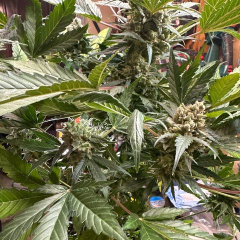 Northern Light Auto 3 PC growlog timeline photo