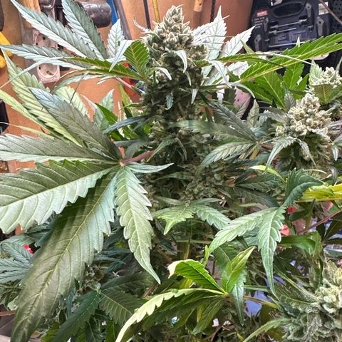 Northern Light Auto 3 PC growlog timeline photo