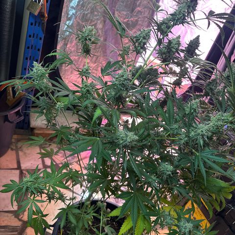 Medusa F1/2 PC growlog timeline photo