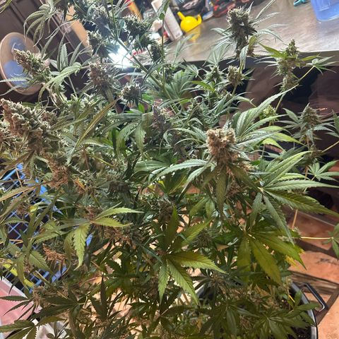 Medusa F1/2 PC growlog timeline photo