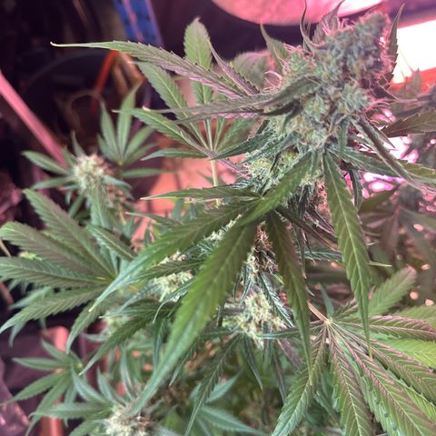 Medusa F1/2 PC growlog timeline photo