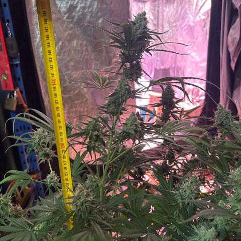 Medusa F1/2 PC growlog timeline photo