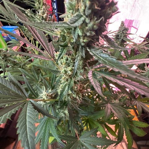 Medusa F1 P growlog timeline photo