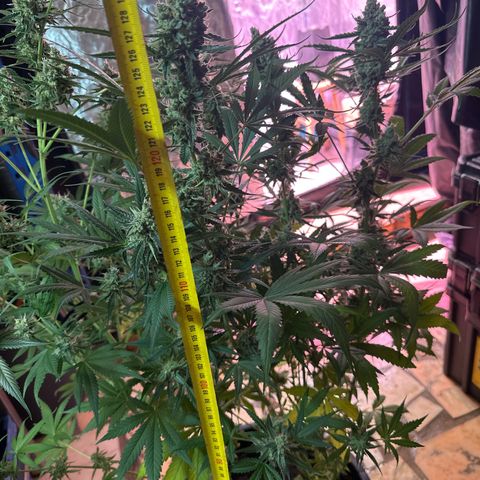 Medusa F1 P growlog timeline photo