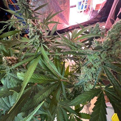 Medusa F1 P growlog timeline photo