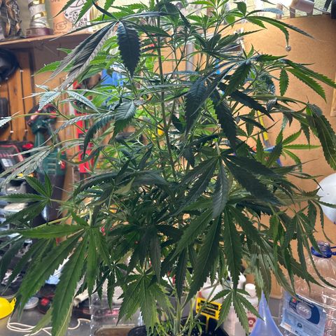 Speedy Chile 1C growlog timeline photo