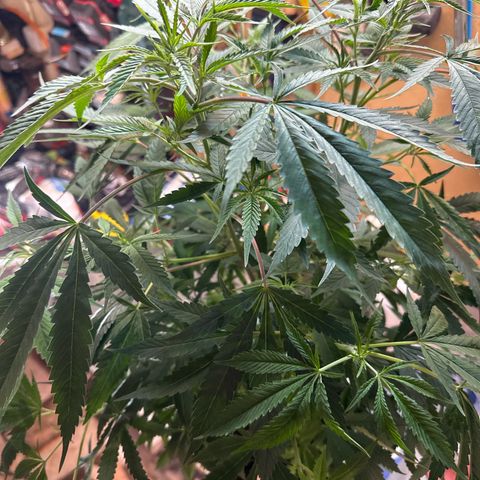Speedy Chile 1C growlog timeline photo