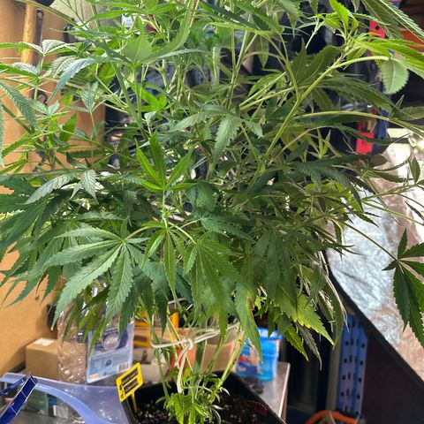 Speedy Chile 1C growlog timeline photo