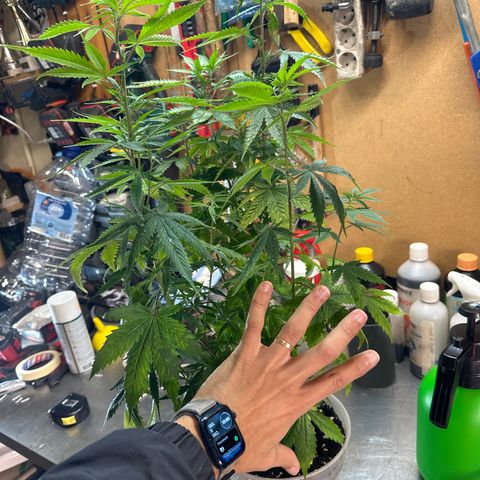 Special Kush 1 C growlog timeline photo