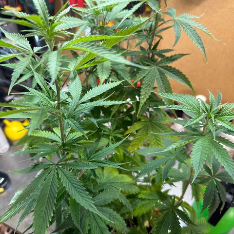 Special Kush 1 C growlog timeline photo