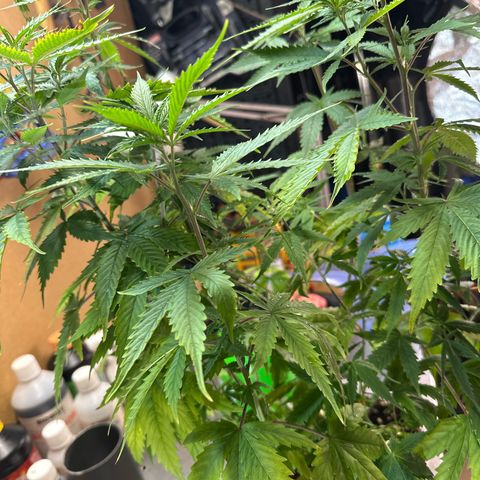 Special Kush 1 C growlog timeline photo