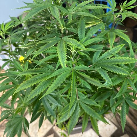 Speedy Chile 2P growlog timeline photo