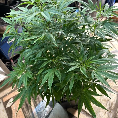 Speedy Chile 2P growlog timeline photo