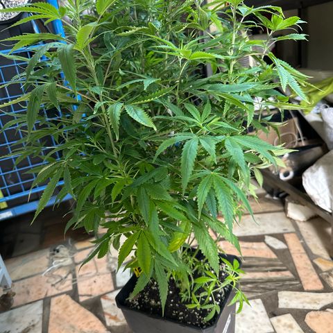 Speedy Chile 2P growlog timeline photo