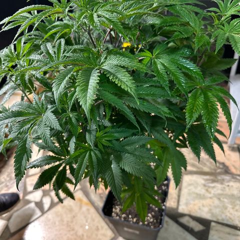 Gorilla Glue #4 P growlog timeline photo