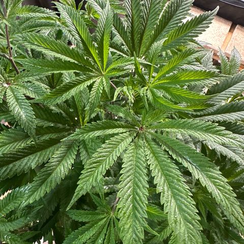 Gorilla Glue #4 P growlog timeline photo