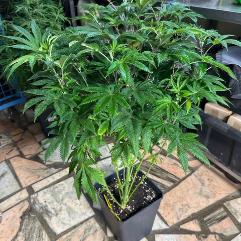 Gorilla Glue #4 P growlog timeline photo