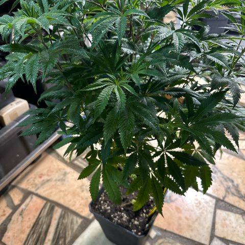 Gorilla Glue #4 P growlog timeline photo
