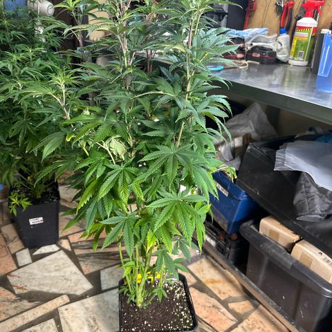 Gorilla Glue #4 C growlog timeline photo
