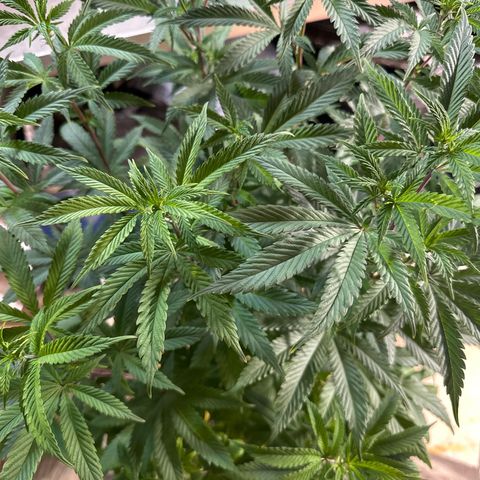 Gorilla Glue #4 C growlog timeline photo