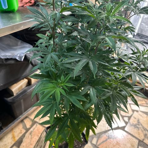Gorilla Glue #4 C growlog timeline photo