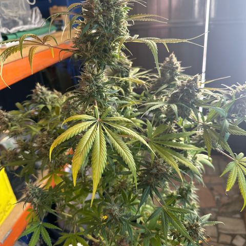 Northern Lights Auto 2 P growlog timeline photo