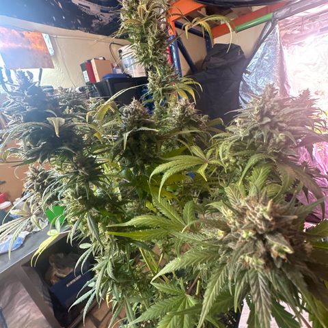 Northern Lights Auto 2 P growlog timeline photo