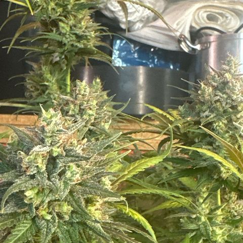 Northern Lights Auto 2 P growlog timeline photo