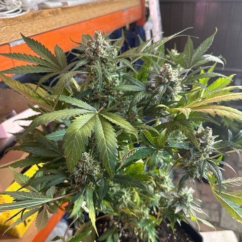 Northern Light Auto 3 PC growlog timeline photo
