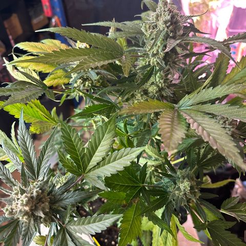 Northern Light Auto 3 PC growlog timeline photo