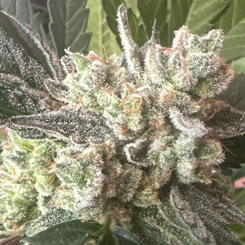 Northern Light Auto 3 PC growlog timeline photo