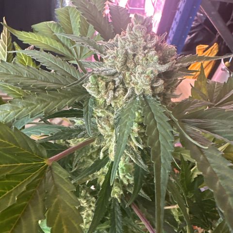 Northern Light Auto 3 PC growlog timeline photo