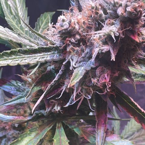 Medusa F1/2 PC growlog timeline photo