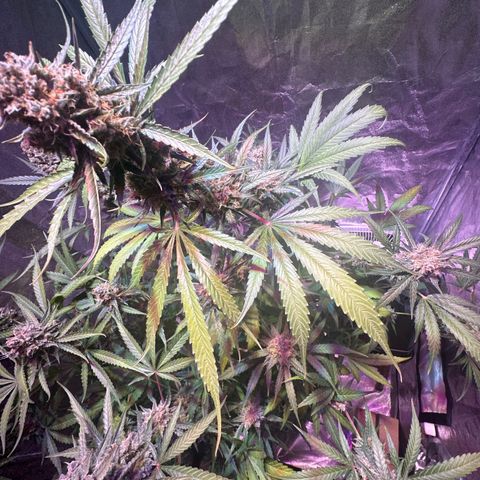 Medusa F1/2 PC growlog timeline photo