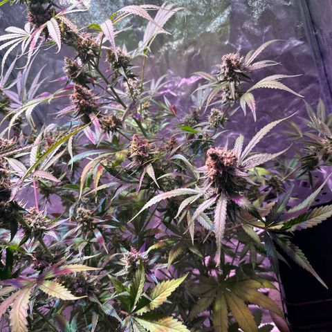 Medusa F1/2 PC growlog timeline photo